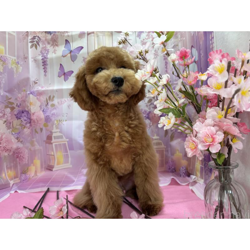 販売中の栃木県のトイプードル-423583の3枚目