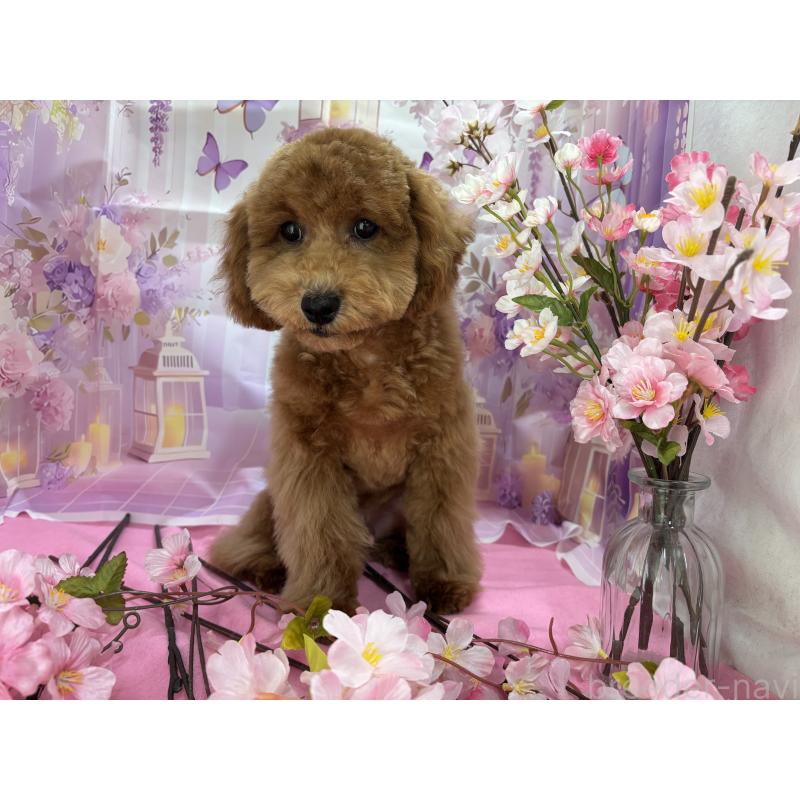 販売中の栃木県のトイプードル-423583の2枚目