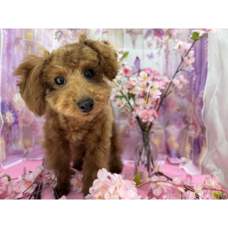 販売中の栃木県のタイニープードル-423582