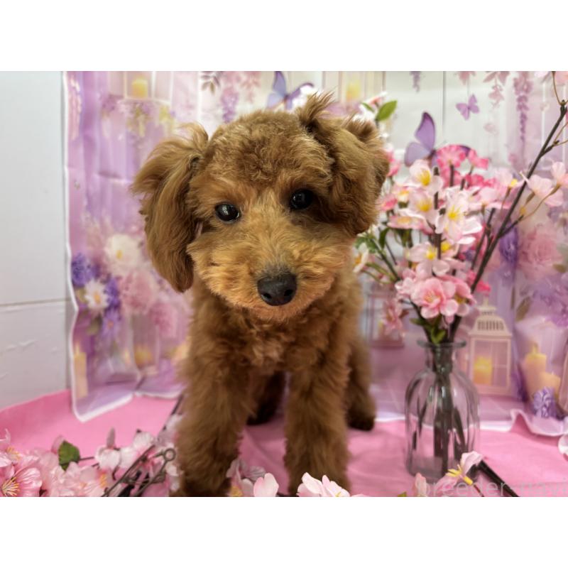 販売中の栃木県のタイニープードル-423582の12枚目