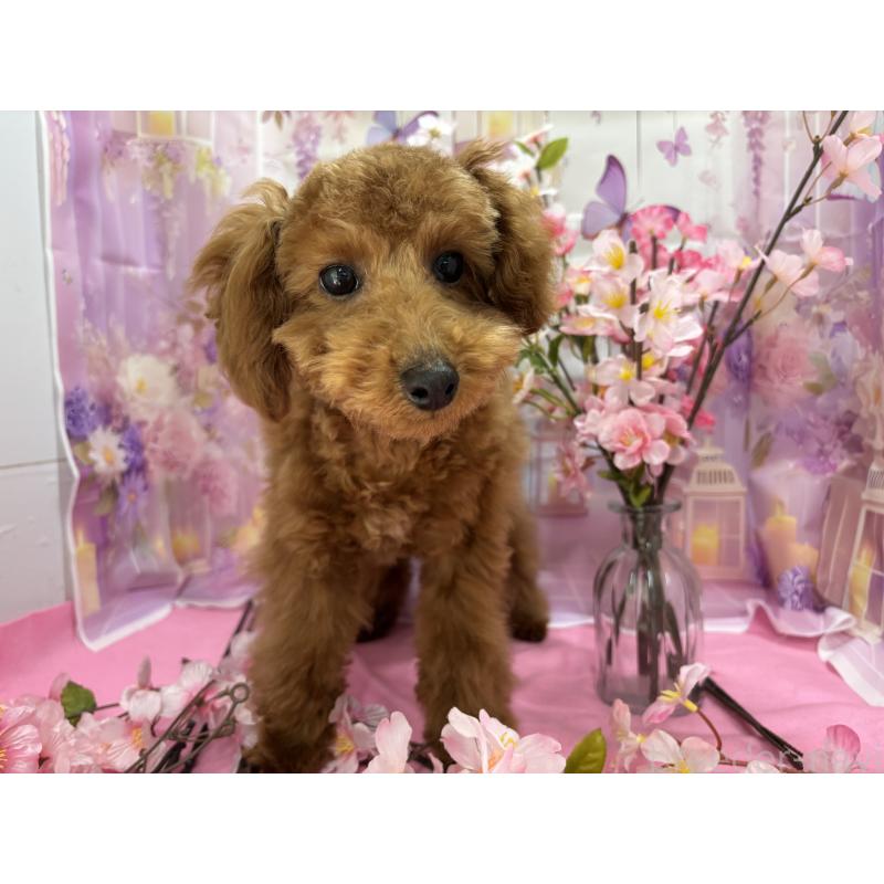 販売中の栃木県のタイニープードル-423582の9枚目