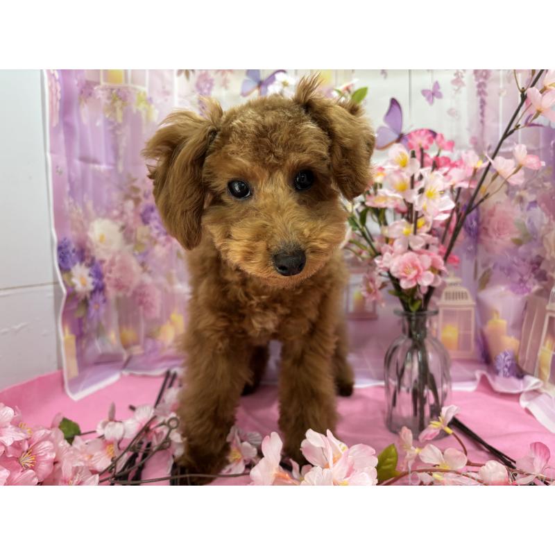 販売中の栃木県のタイニープードル-423582の7枚目