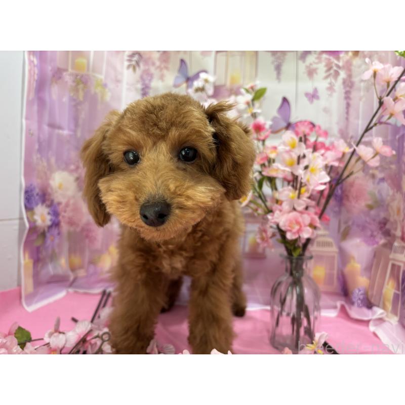 販売中の栃木県のタイニープードル-423582の6枚目