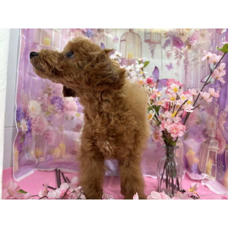 販売中の栃木県のタイニープードル-423582の5枚目