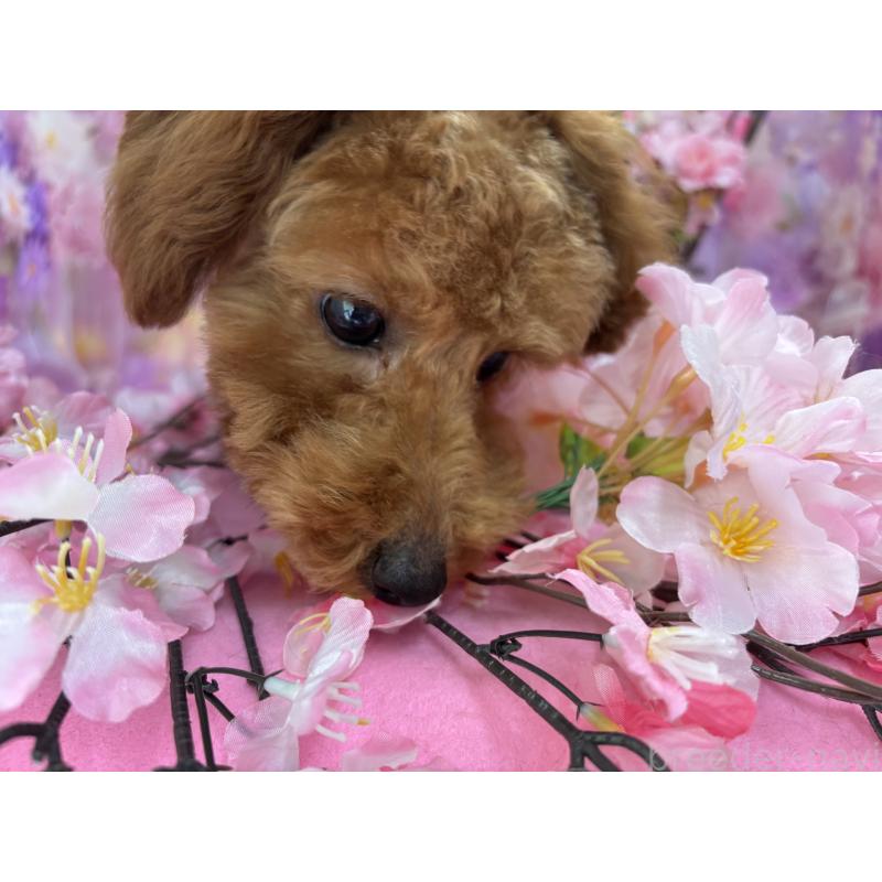 販売中の栃木県のタイニープードル-423582の3枚目