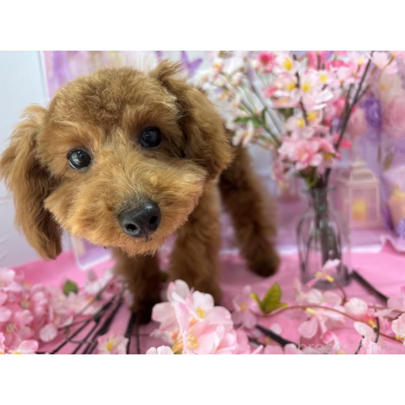 販売中の栃木県のタイニープードル-423582の2枚目