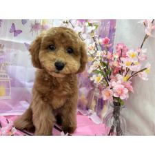 オンライン見学