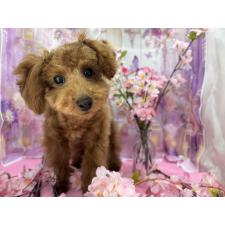 ♀︎タイニープードル