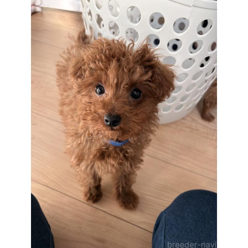 販売中の山梨県のトイプードル-446608の2枚目
