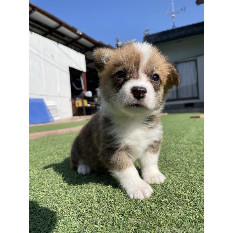 販売中の広島県のウェルシュコーギーペンブローク-452822の15枚目