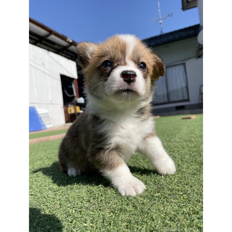 販売中の広島県のウェルシュコーギーペンブローク-452822の14枚目