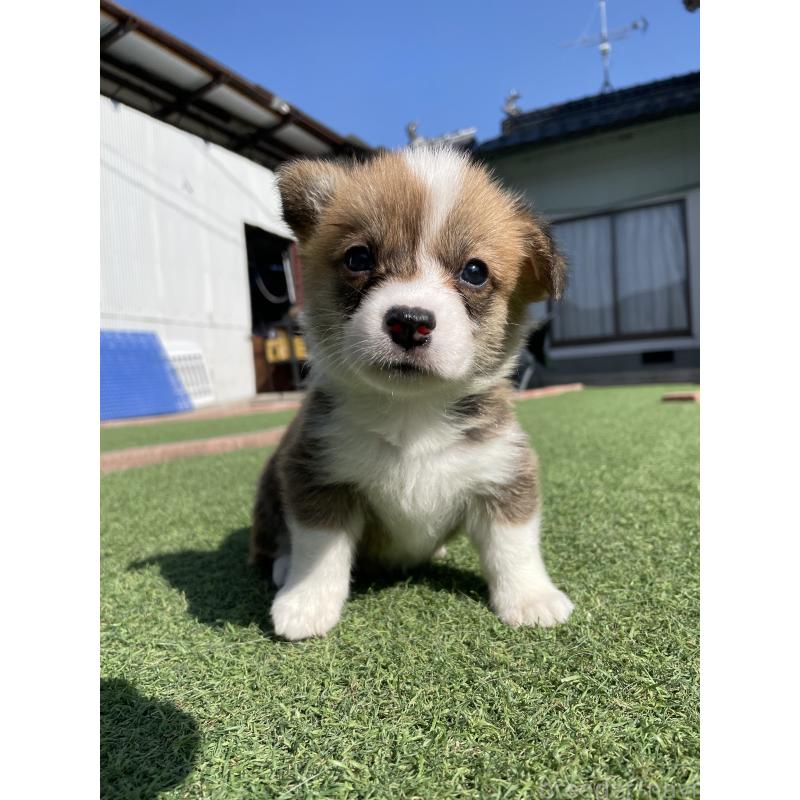 販売中の広島県のウェルシュコーギーペンブローク-452822の13枚目