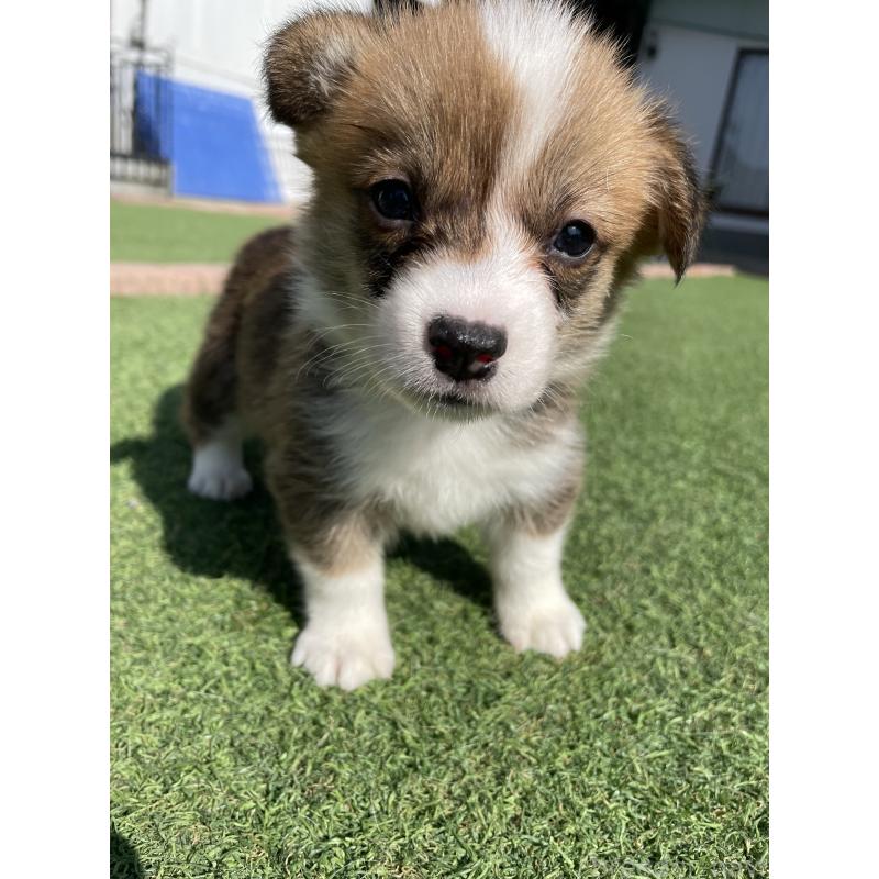 販売中の広島県のウェルシュコーギーペンブローク-452822の10枚目