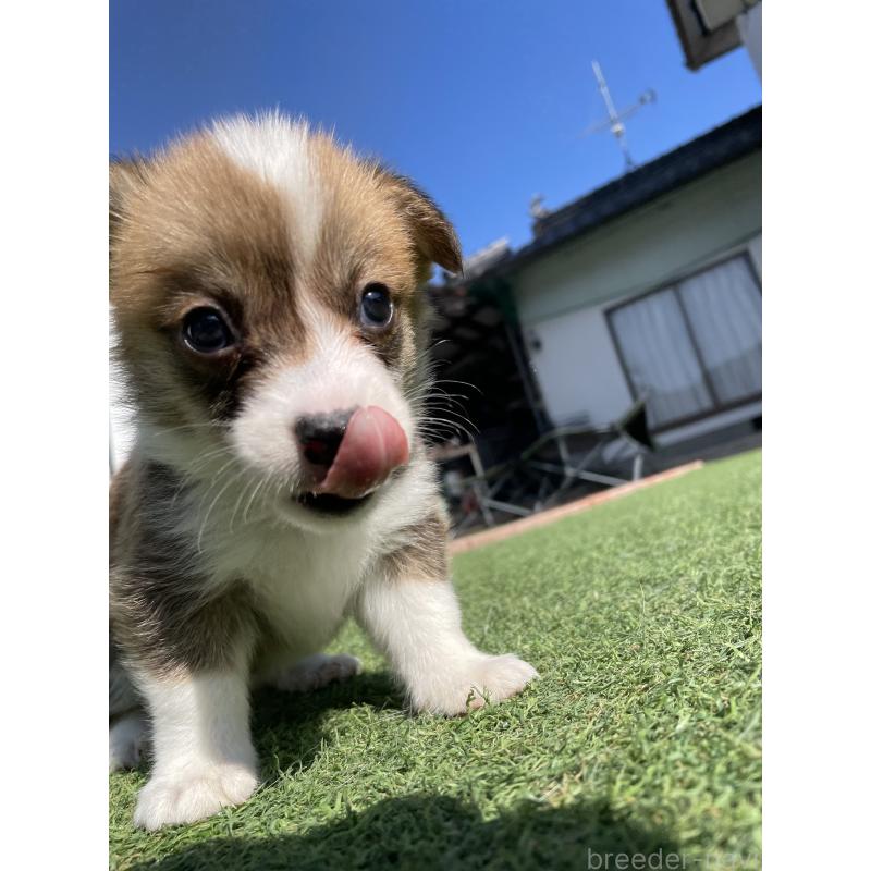 販売中の広島県のウェルシュコーギーペンブローク-452822の9枚目