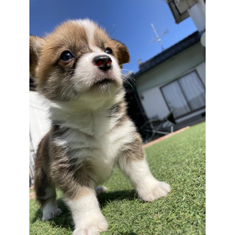 販売中の広島県のウェルシュコーギーペンブローク-452822の8枚目
