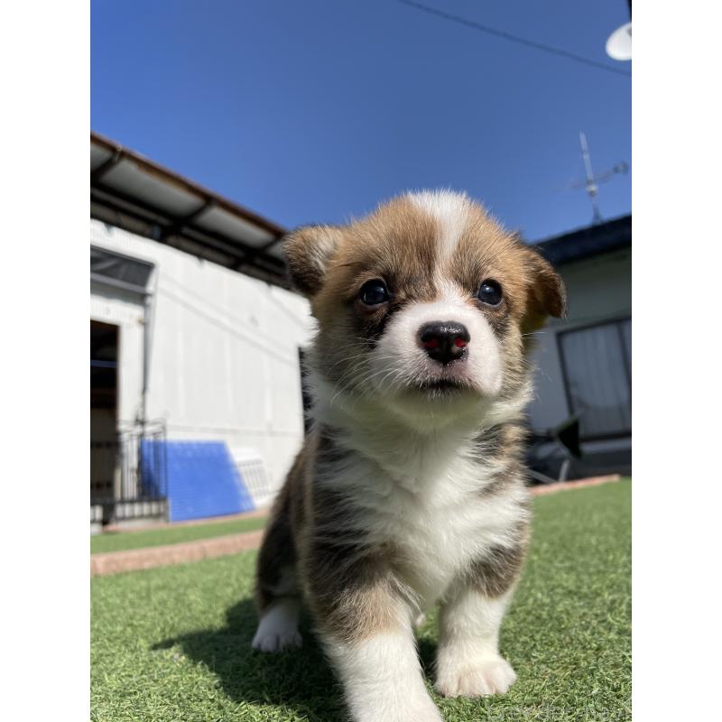 販売中の広島県のウェルシュコーギーペンブローク-452822の6枚目