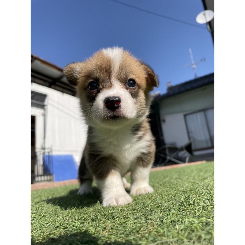 販売中の広島県のウェルシュコーギーペンブローク-452822の5枚目