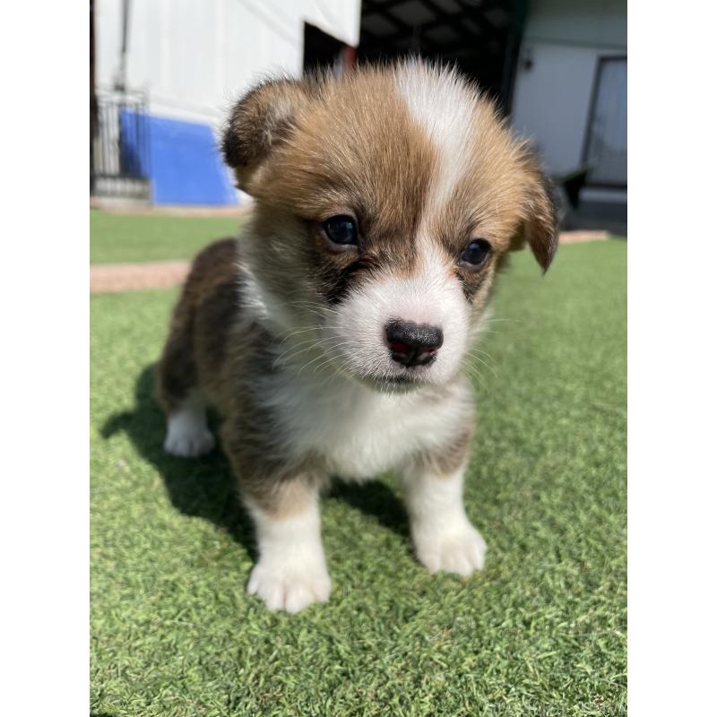 販売中の広島県のウェルシュコーギーペンブローク-452822の4枚目