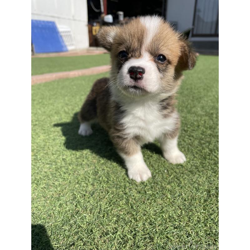 販売中の広島県のウェルシュコーギーペンブローク-452822の3枚目