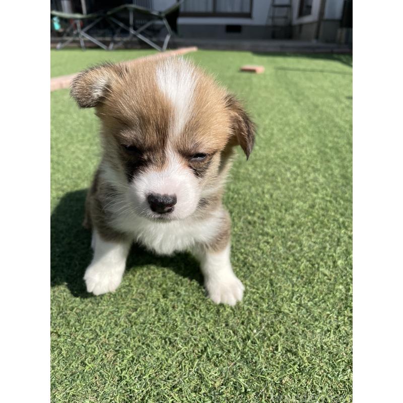 販売中の広島県のウェルシュコーギーペンブローク-452822の2枚目