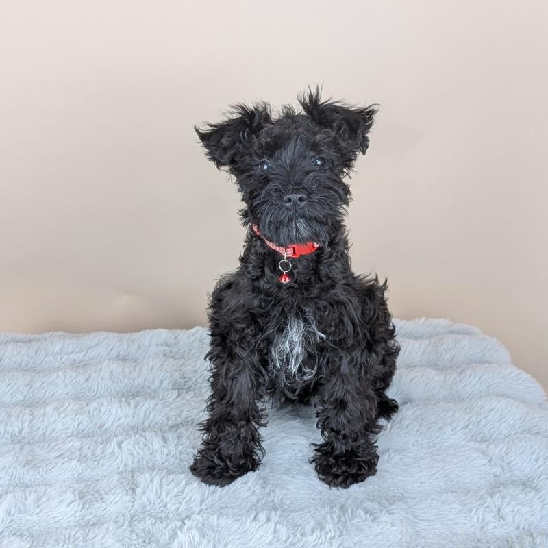 販売中の長崎県のミニチュアシュナウザー-445021の5枚目