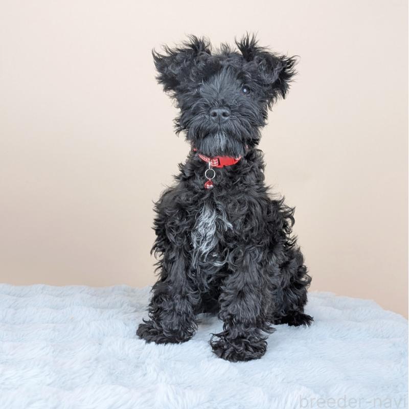 販売中の長崎県のミニチュアシュナウザー-445021の4枚目