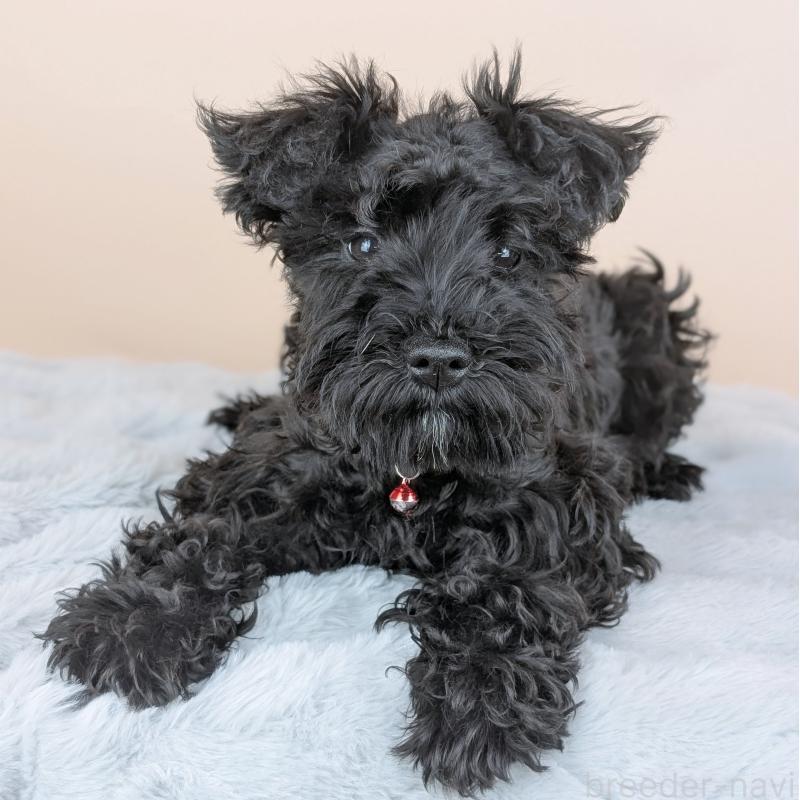 販売中の長崎県のミニチュアシュナウザー-445021の2枚目