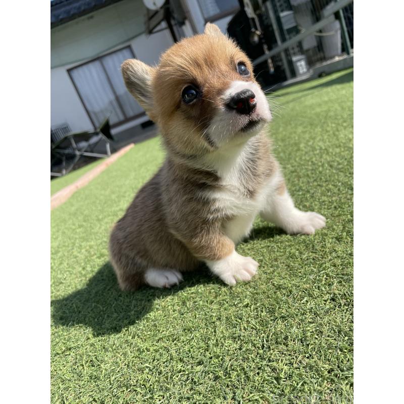 販売中の広島県のウェルシュコーギーペンブローク-452823の12枚目