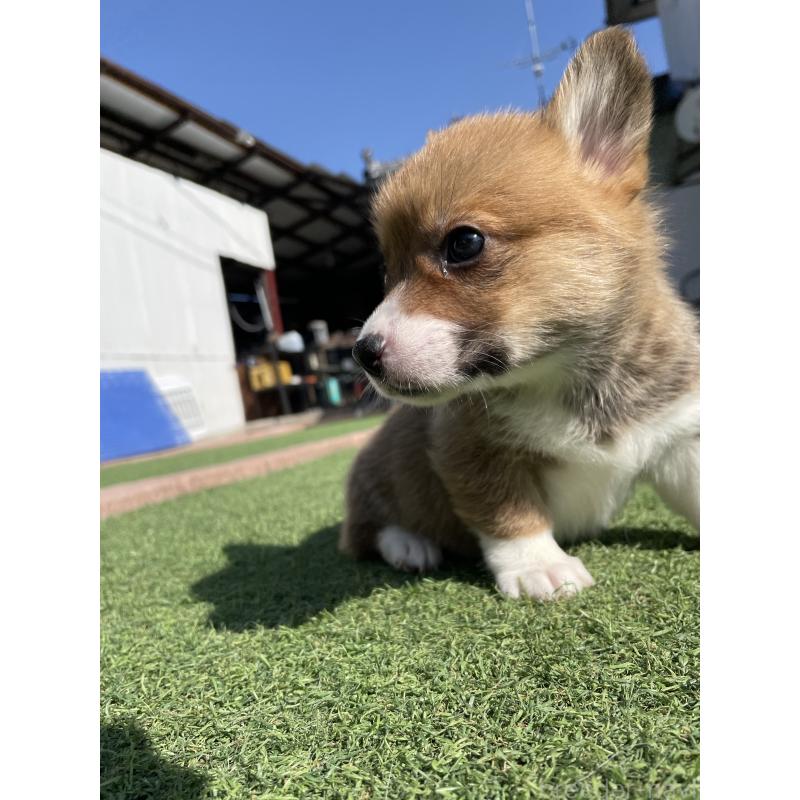 販売中の広島県のウェルシュコーギーペンブローク-452823の11枚目