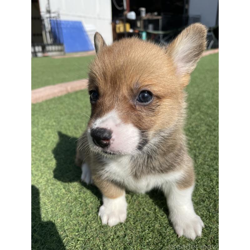 販売中の広島県のウェルシュコーギーペンブローク-452823の10枚目