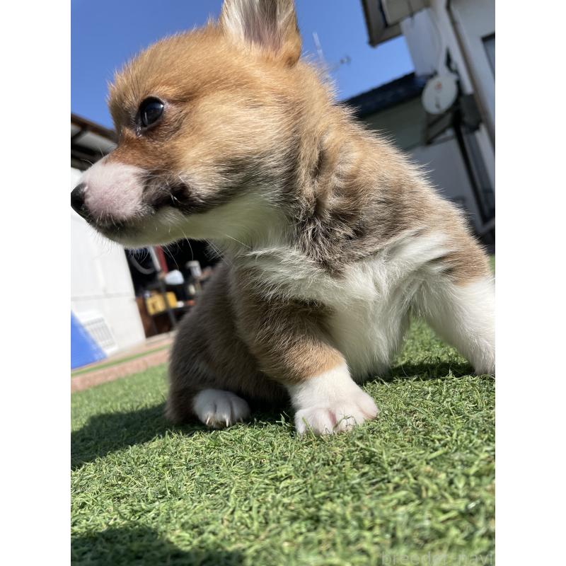 販売中の広島県のウェルシュコーギーペンブローク-452823の9枚目