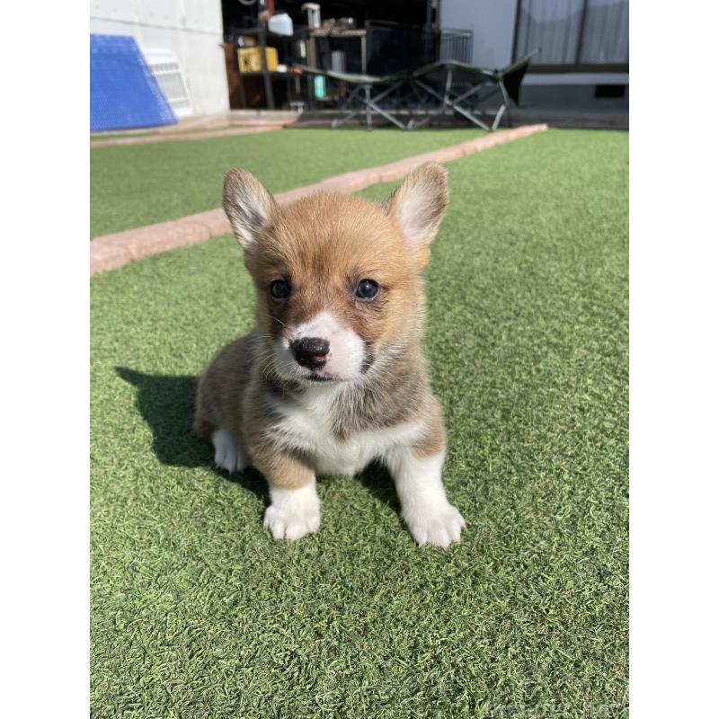 販売中の広島県のウェルシュコーギーペンブローク-452823の8枚目