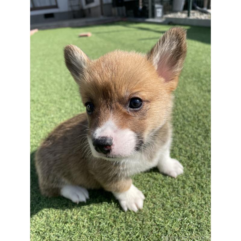 販売中の広島県のウェルシュコーギーペンブローク-452823の7枚目