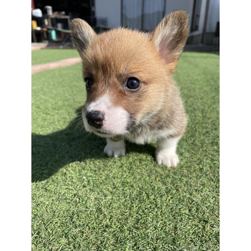 販売中の広島県のウェルシュコーギーペンブローク-452823の5枚目