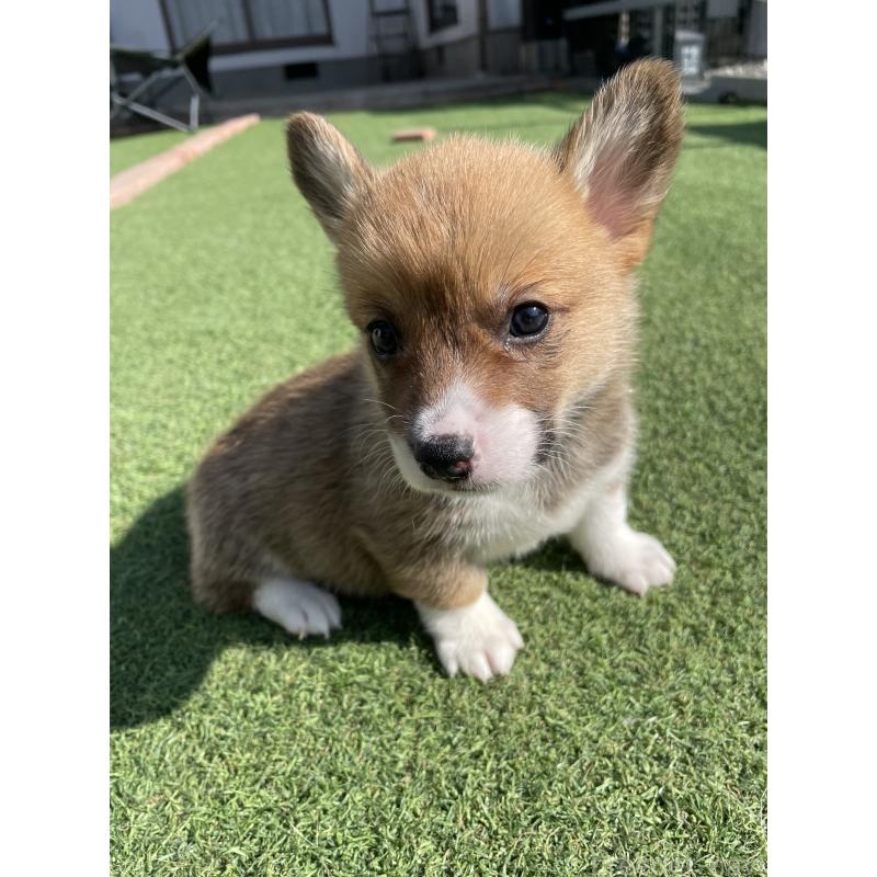 販売中の広島県のウェルシュコーギーペンブローク-452823の4枚目