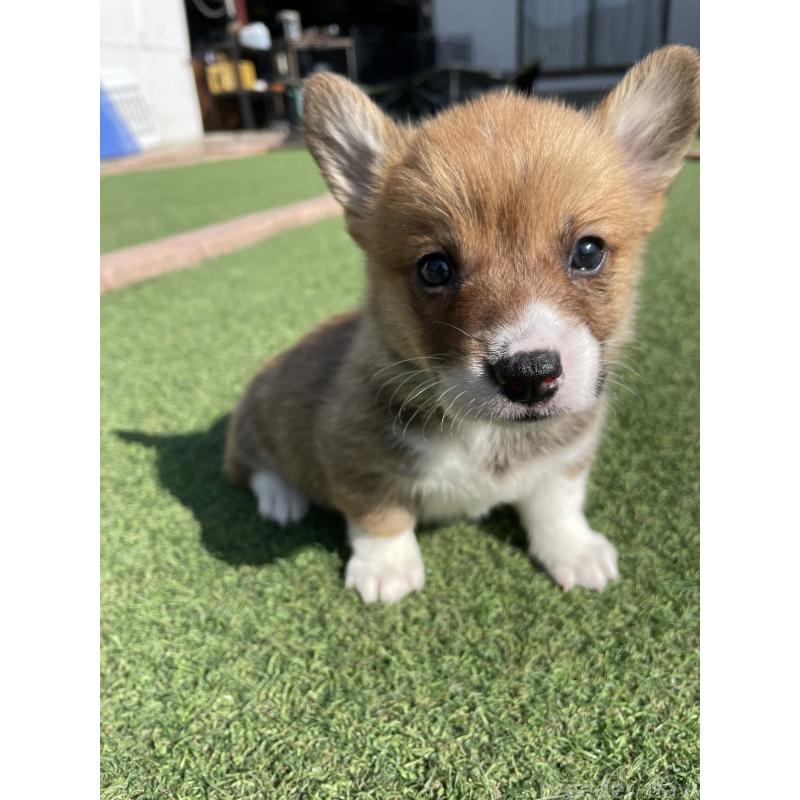 販売中の広島県のウェルシュコーギーペンブローク-452823の3枚目