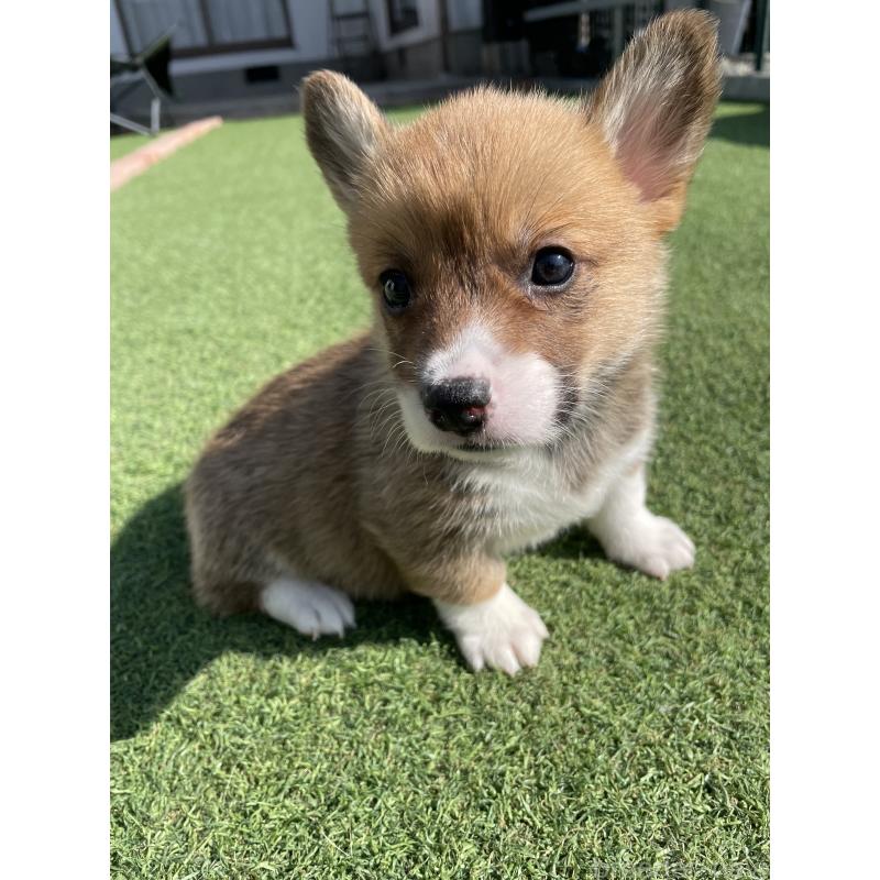 販売中の広島県のウェルシュコーギーペンブローク-452823の2枚目