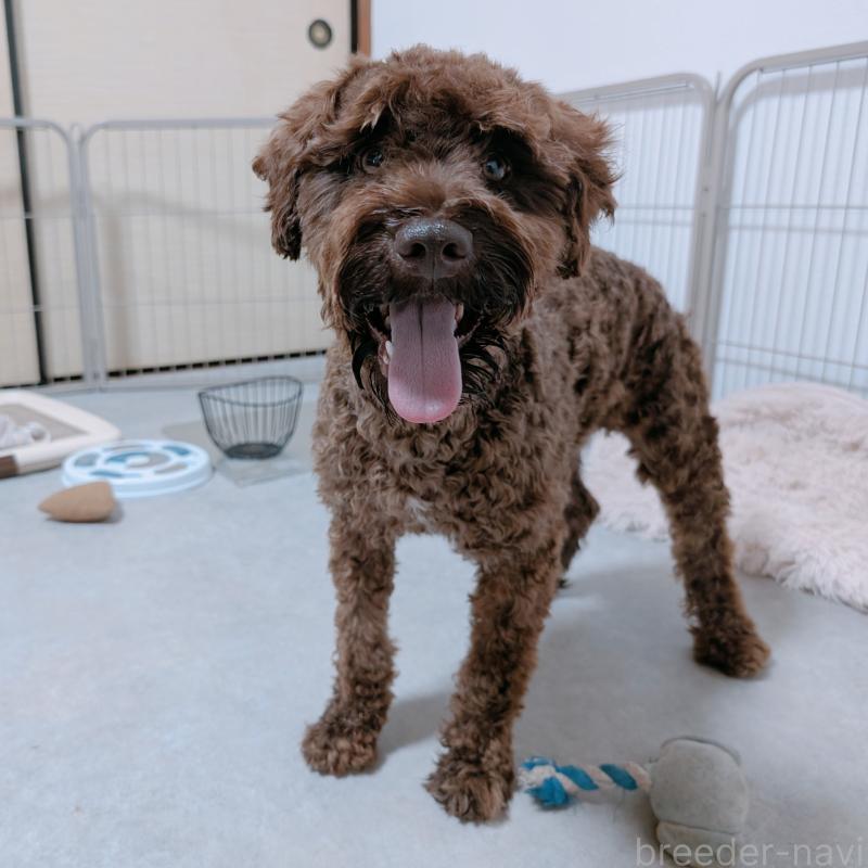 バロンくん2枚目