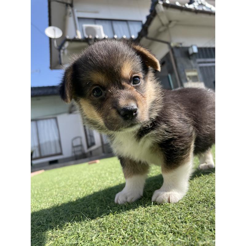 販売中の広島県のウェルシュコーギーペンブローク-452824の9枚目