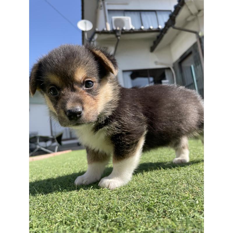 販売中の広島県のウェルシュコーギーペンブローク-452824の8枚目