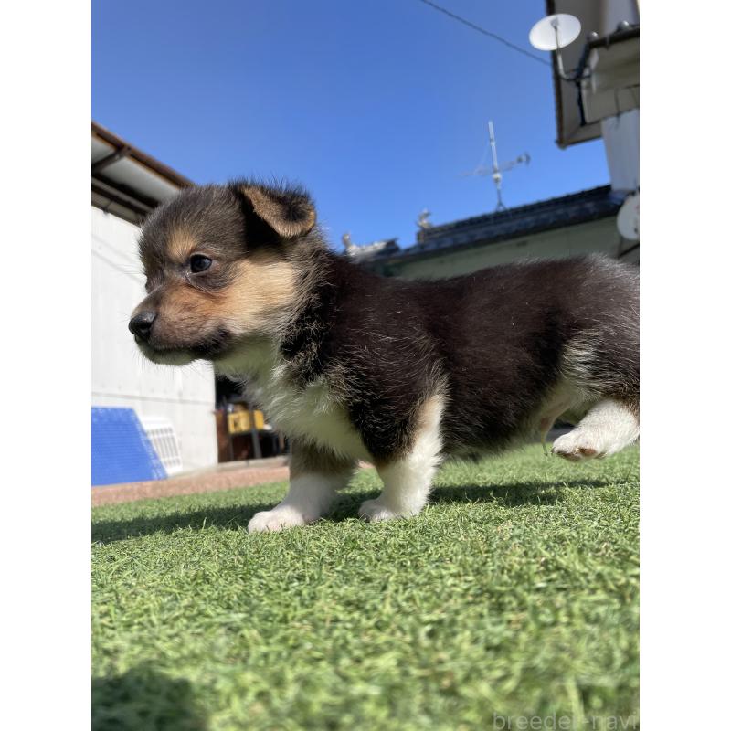 販売中の広島県のウェルシュコーギーペンブローク-452824の7枚目