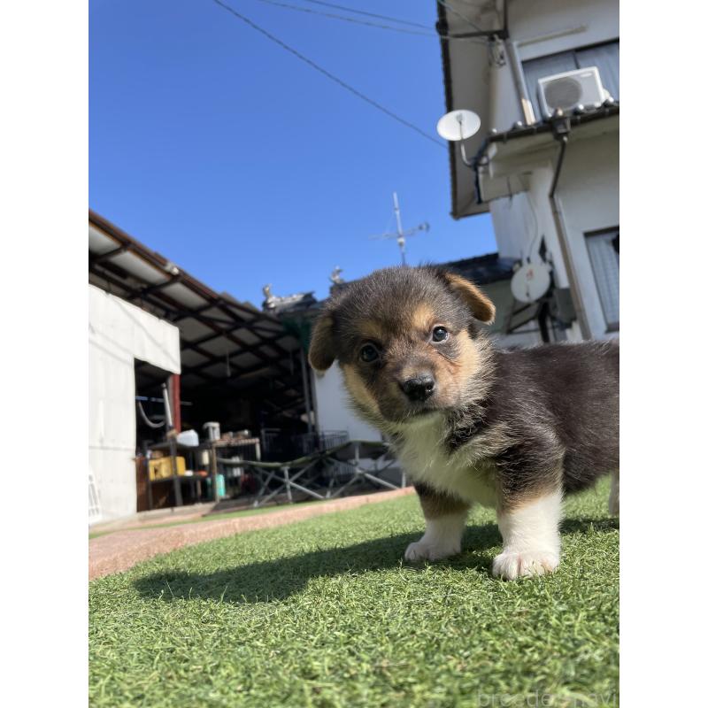 販売中の広島県のウェルシュコーギーペンブローク-452824の6枚目