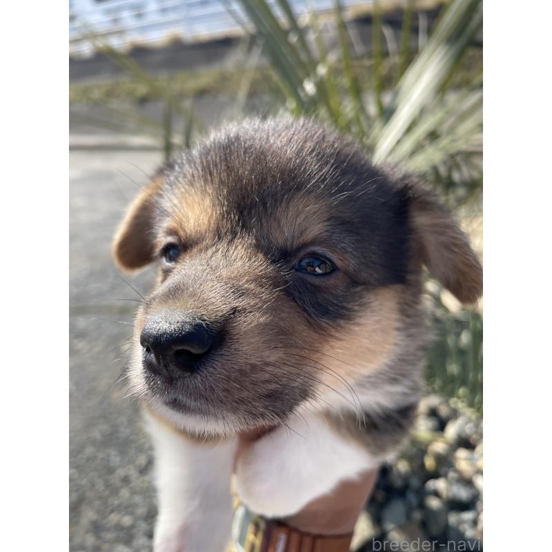 販売中の広島県のウェルシュコーギーペンブローク-452824の5枚目