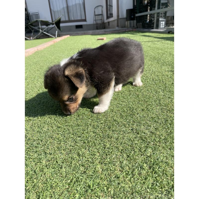 販売中の広島県のウェルシュコーギーペンブローク-452824の4枚目