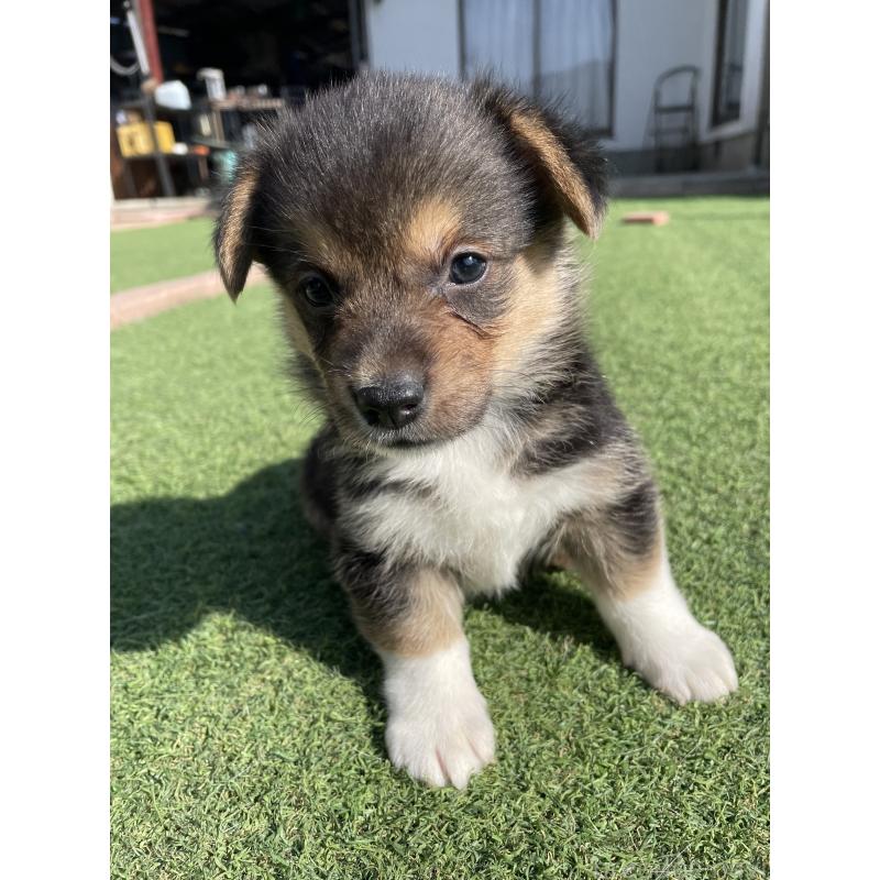 販売中の広島県のウェルシュコーギーペンブローク-452824の3枚目