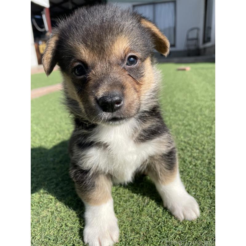 販売中の広島県のウェルシュコーギーペンブローク-452824の2枚目