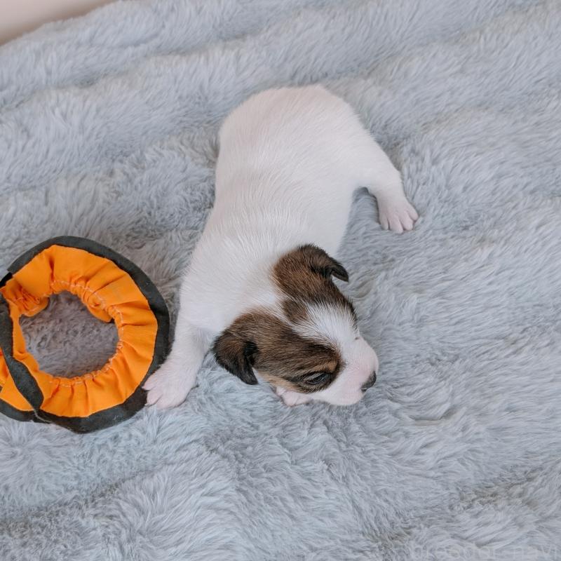 販売中の長崎県のジャックラッセルテリア-452825の6枚目