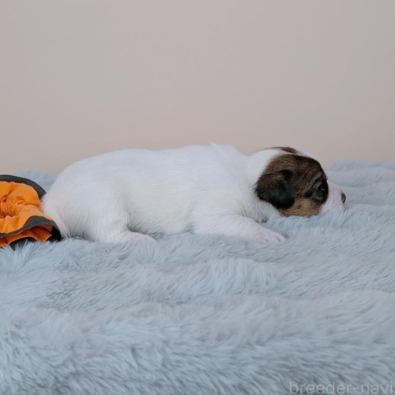 販売中の長崎県のジャックラッセルテリア-452825の4枚目