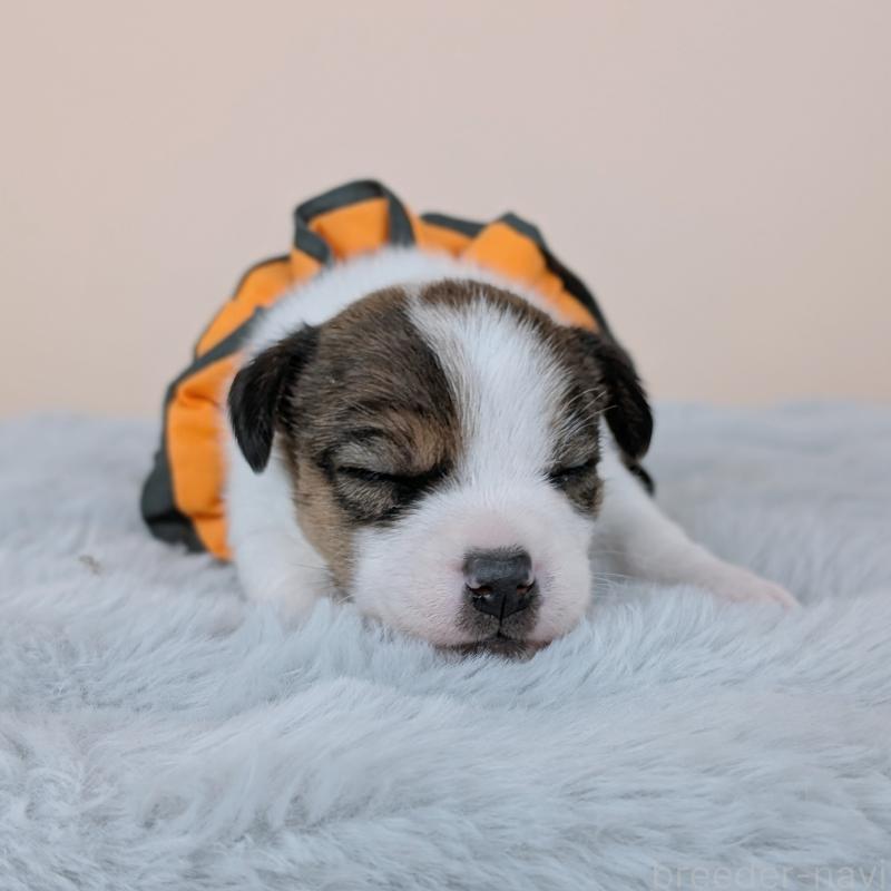 販売中の長崎県のジャックラッセルテリア-452825の3枚目