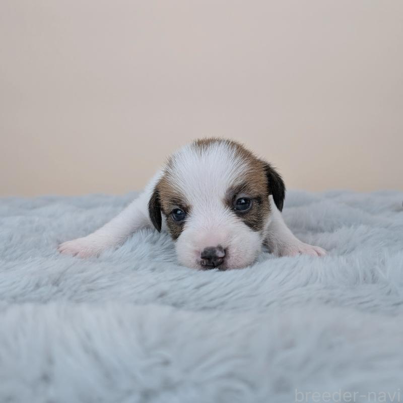 販売中の長崎県のジャックラッセルテリア-452826の6枚目